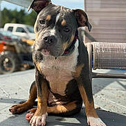 Reckitt Ralphie joined the competition — help win amazing prizes! dog, puppy, pet, outdoor, porch, sunlight, curious, sitting, canine, ears, collar, paws, closeup, animal, domestic, young, brown, black, white, fence