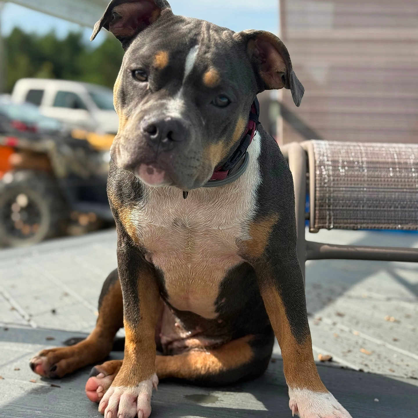 Reckitt Ralphie joined the competition — help win amazing prizes! animal, black, brown, canine, closeup, collar, curious, dog, domestic, ears, fence, outdoor, paws, pet, porch, puppy, sitting, sunlight, white, young