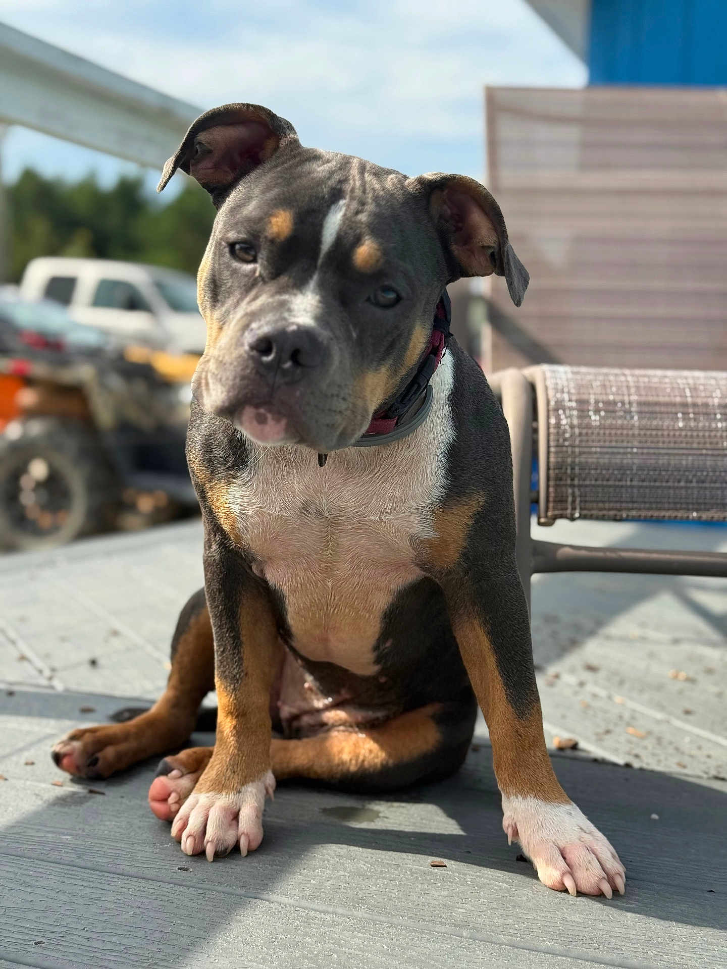 Reckitt Ralphie joined the competition — help win amazing prizes! dog, puppy, pet, outdoor, porch, sunlight, curious, sitting, canine, ears, collar, paws, closeup, animal, domestic, young, brown, black, white, fence