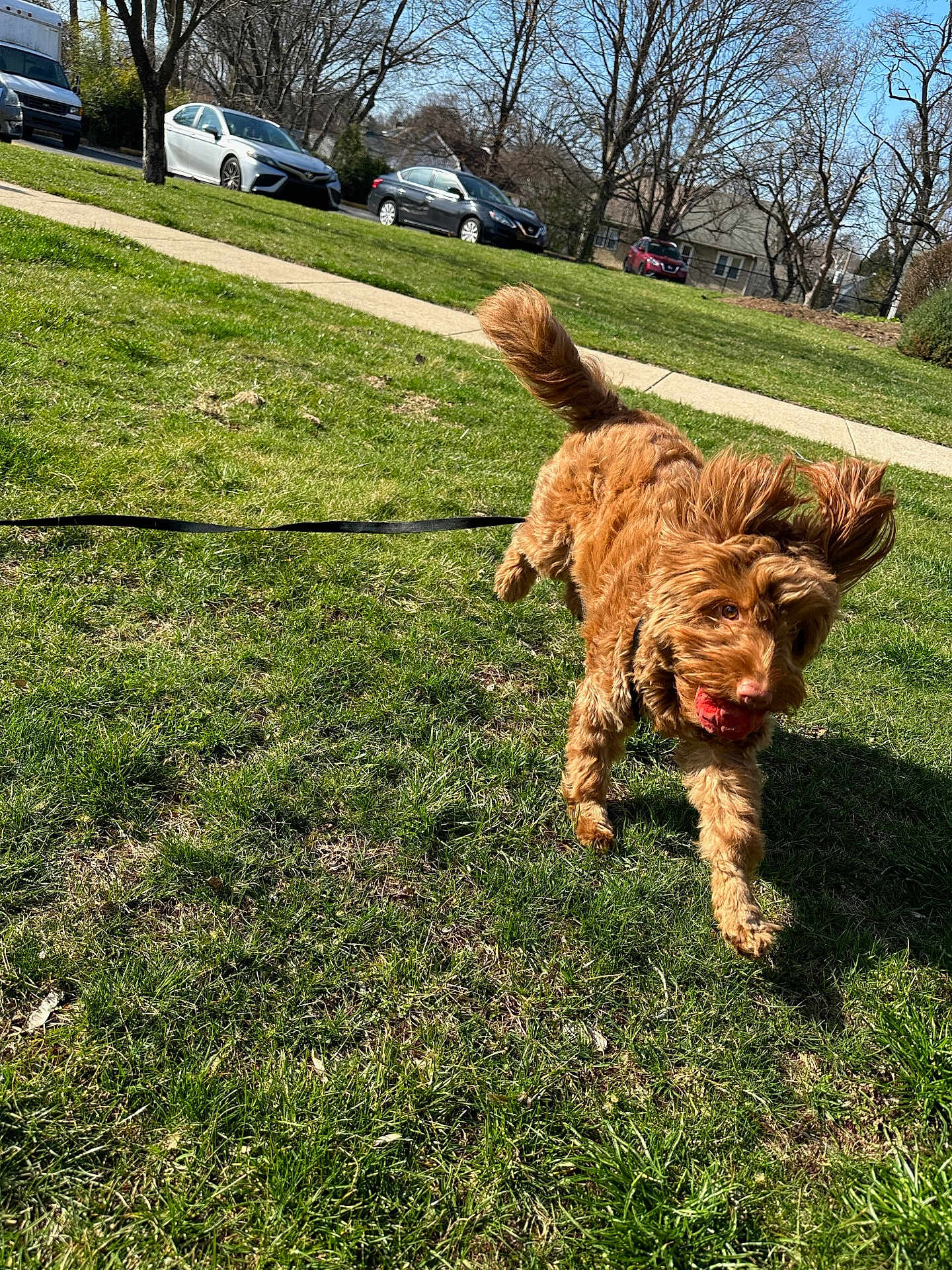Brandi is registered to the contest to win money with this photo: dog, brown_dog, running, grass, leash, ball, ears_flapping, tail_wagging, suburban, parked_cars, sidewalk, trees, daytime, outdoor, pet, happy, playful, canine, sunny, greenery