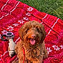 Brandi joined the competition — help win amazing prizes! dog, brown_dog, curly_fur, toy_fish, red_blanket, snowflake_pattern, grass, leash, happy_dog, tongue_out, pet, outdoor, playful, animal, cute, summer, sunlight, sitting, closeup, pet_toy