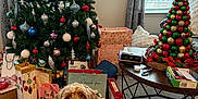 Brandi joined the competition — help win amazing prizes! dog, christmas_tree, presents, gift_bags, ornaments, holiday_decor, carpet, coffee_table, window, curtains, living_room, festive, smiling_dog, indoor, decorations, red, green, gold, white, happy