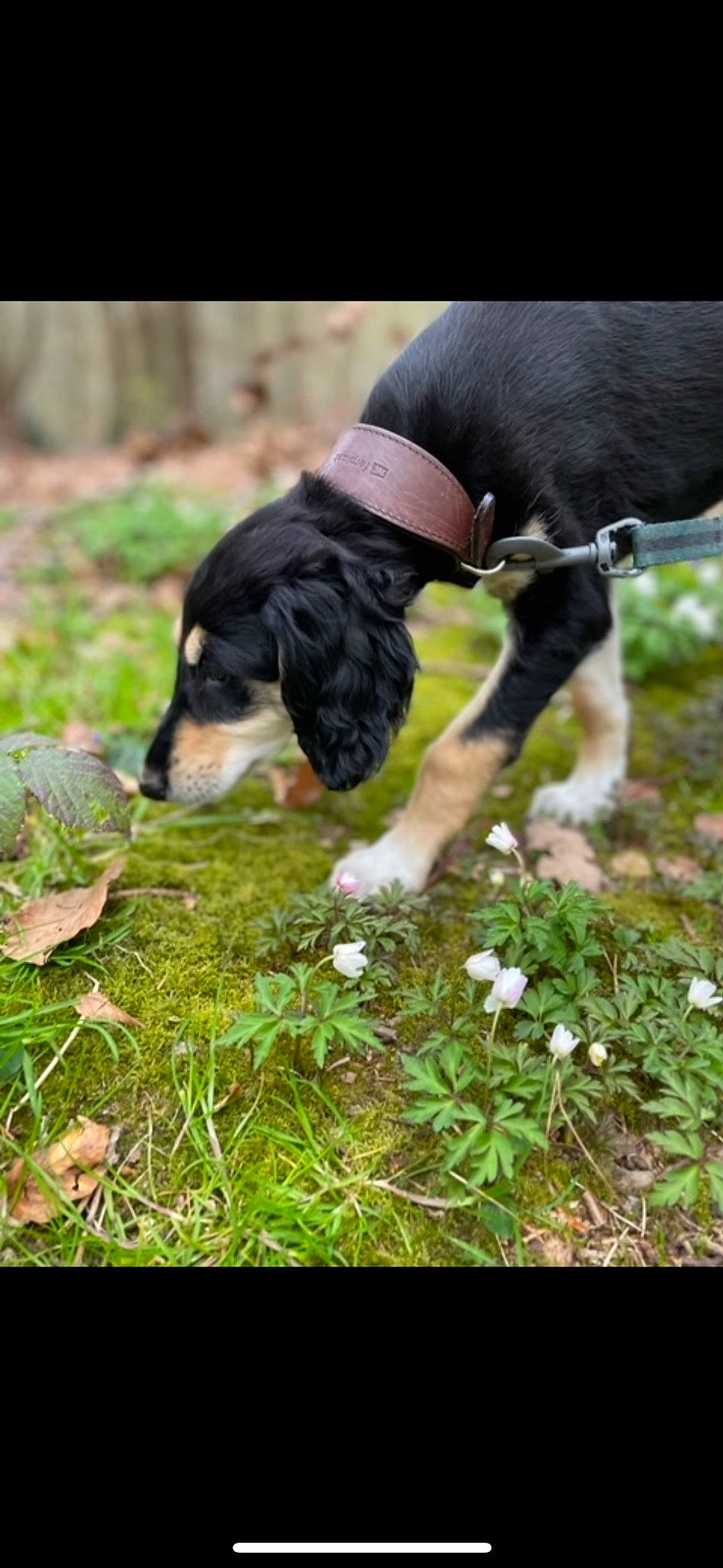 Valinka participe au concours pour gagner de l'argent avec cette photo : canidae, carnivore, companion_dog, dog, dog_breed, flower, gesture, grass, grassland, herbaceous_plant, human_leg, lawn, people_in_nature, petal, plant, soil, sporting_group, tail, terrestrial_animal, walking