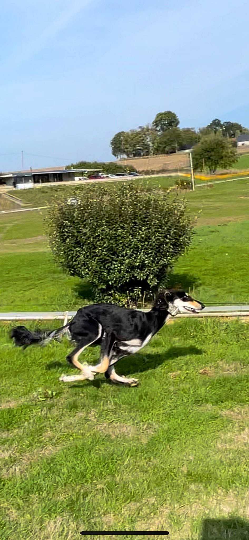 Valinka participe au concours pour gagner de l'argent avec cette photo : canidae, carnivore, chair, companion_dog, dog, dog_breed, grass, grassland, herding_dog, lawn, pasture, plant, recreation, sky, sporting_group, tail, tree, vertebrate, working_animal, working_dog