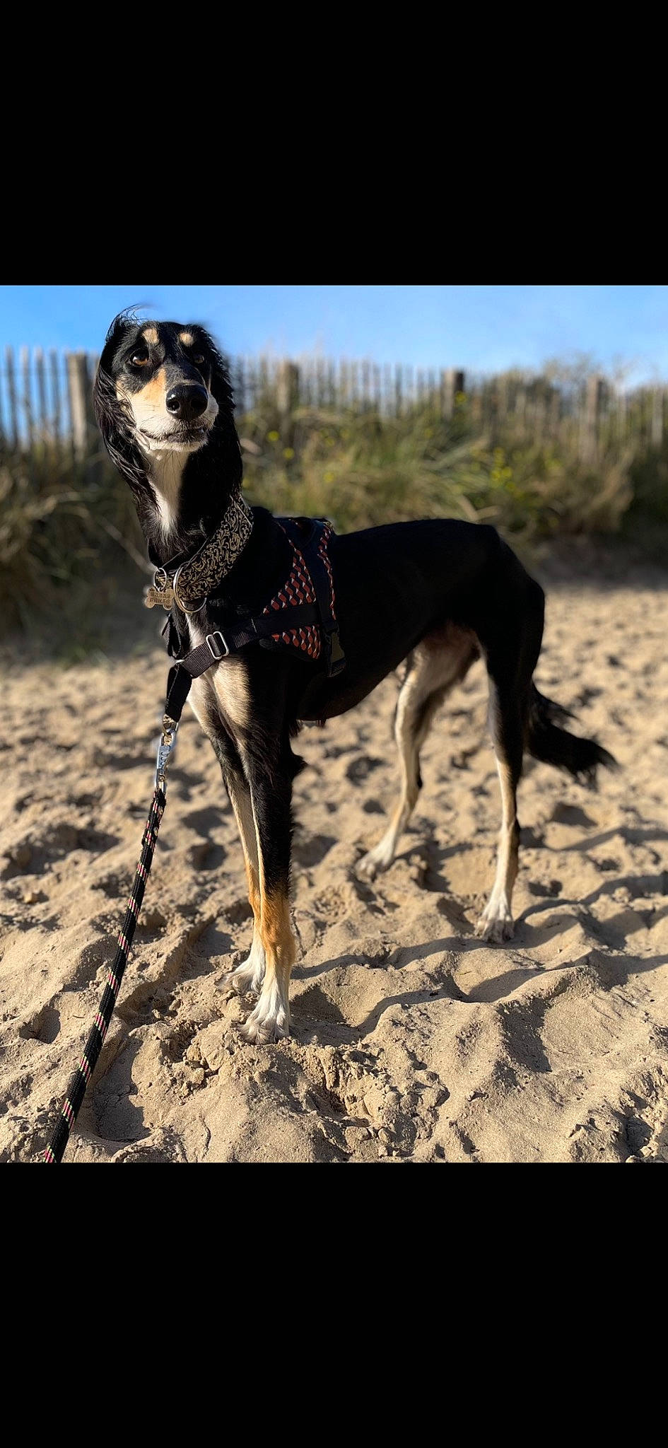 Valinka participe au concours pour gagner de l'argent avec cette photo : canidae, carnivore, collar, companion_dog, dog, dog_breed, dog_collar, dog_supply, fawn, landscape, leash, pet_supply, shadow, sky, soil, sporting_group, tail, terrestrial_animal, working_animal, working_dog