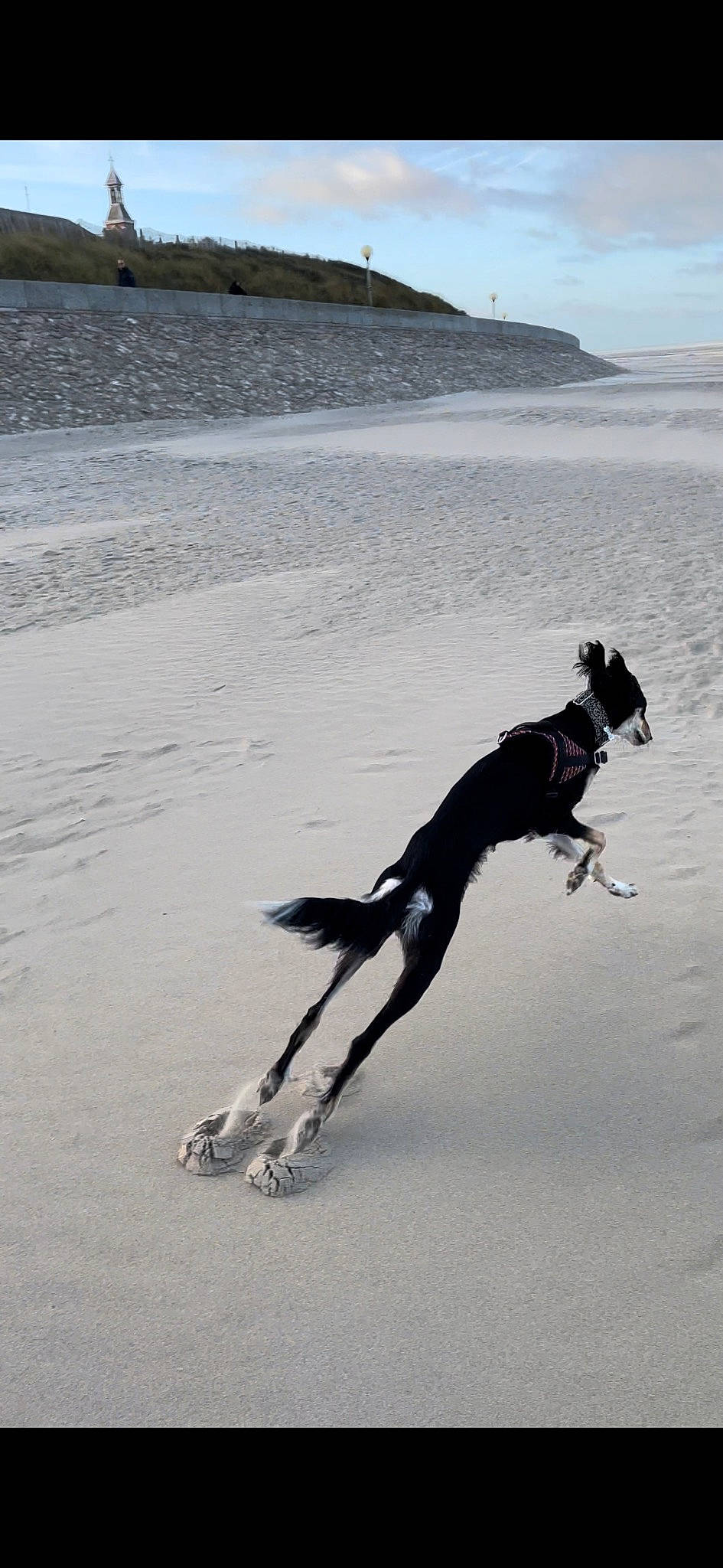 Valinka participe au concours pour gagner de l'argent avec cette photo : beach, carnivore, dog, dog_breed, dog_collar, fun, guard_dog, landscape, leash, ocean, personal_protective_equipment, recreation, sand, shadow, sky, sporting_group, tail, wave, wind_wave, winter