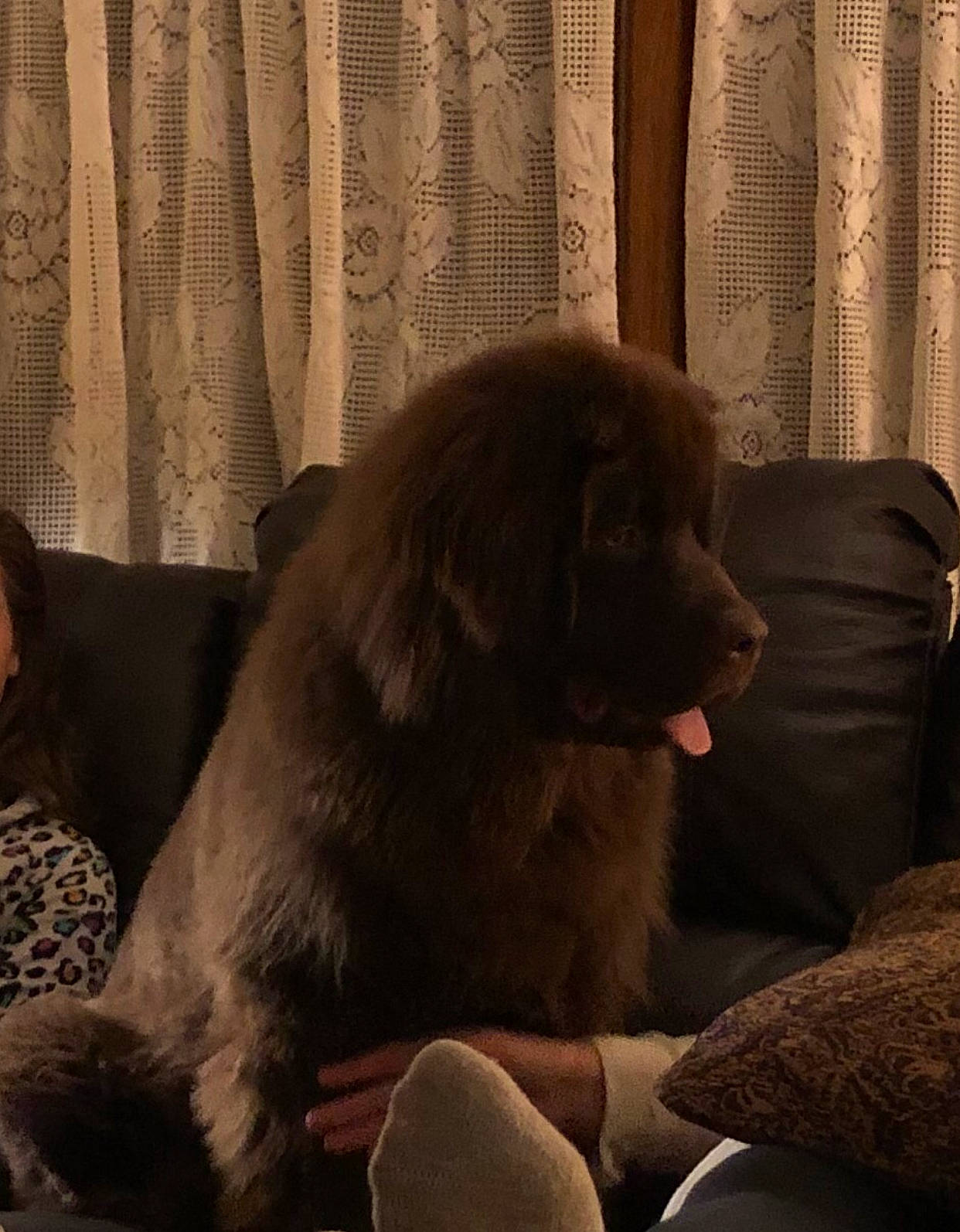 Montgomery is registered to the contest to win money with this photo: canidae, carnivore, dog, dog_breed, fur, hovawart, mammal, newfoundland, puppy, snout, sporting_group, vertebrate