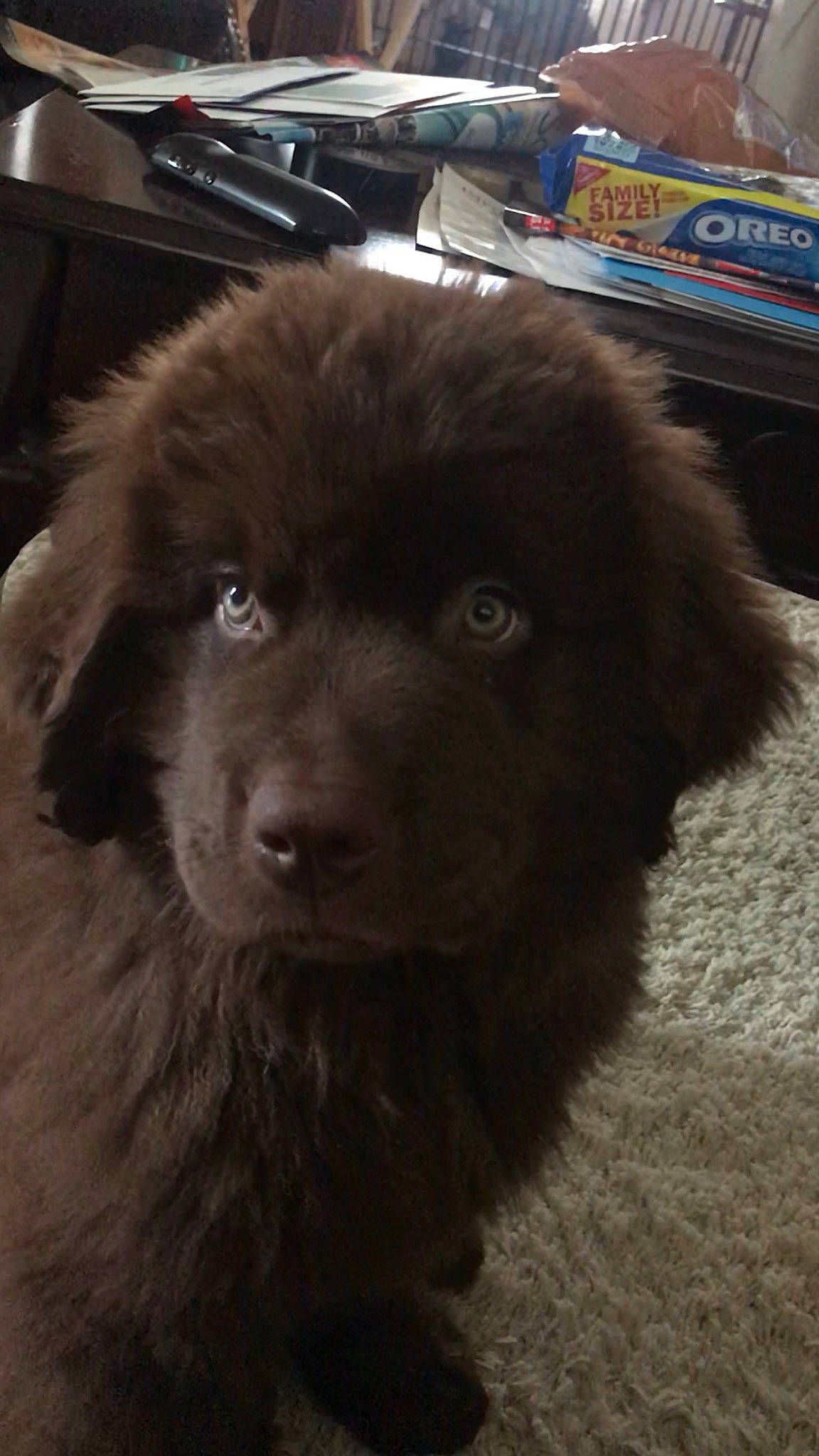 Montgomery joined the competition — help win amazing prizes! ancient_dog_breeds, canidae, carnivore, companion_dog, dog, dog_breed, fawn, giant_dog_breed, mammal, newfoundland, nose, puppy, snout, sporting_group, vertebrate, working_dog