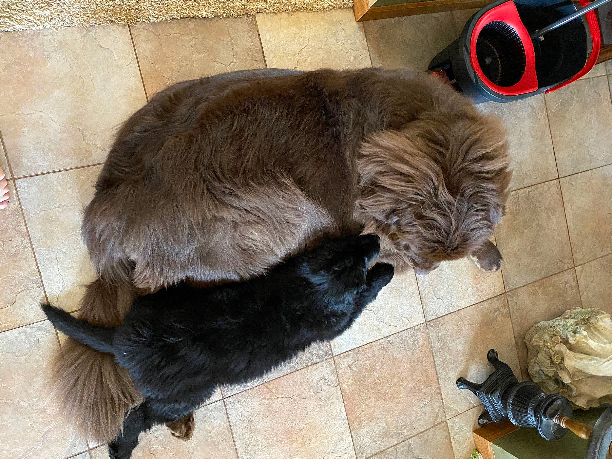 Montgomery is registered to the contest to win money with this photo: canidae, carnivore, cat, dog, dog_breed, felidae, fur, small_to_medium_sized_cats, snout, sporting_group, tail, whiskers