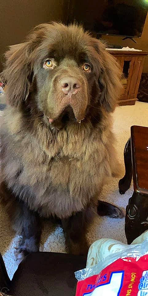 Montgomery joined the competition — help win amazing prizes! ancient_dog_breeds, canidae, carnivore, companion_dog, dog, dog_breed, fawn, giant_dog_breed, leonberger, liver, mammal, newfoundland, sporting_group, vertebrate