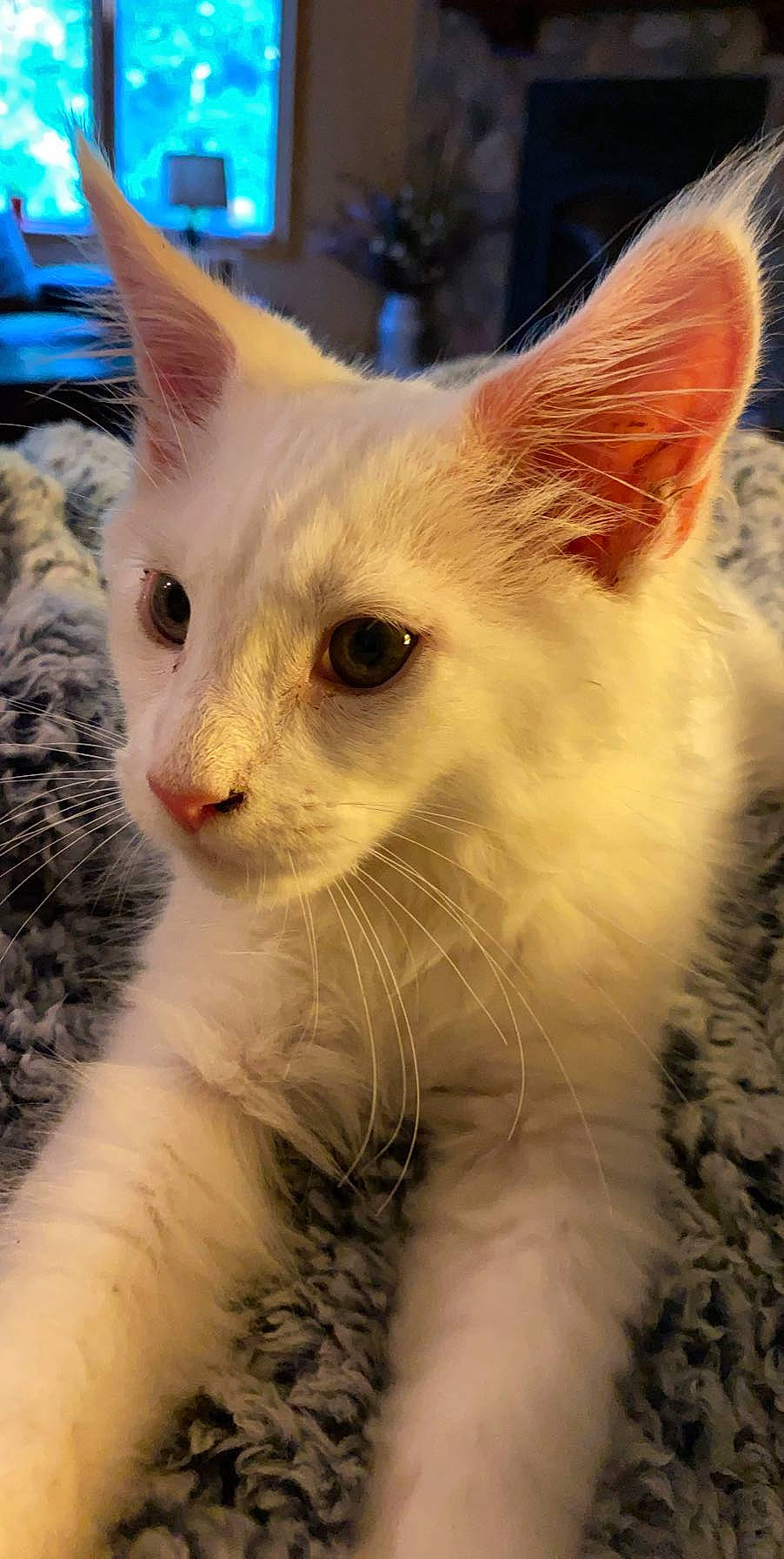 Aslan is registered to the contest to win money with this photo: aegean_cat, carnivore, cat, colorpoint_shorthair, domestic_short_haired_cat, eye, felidae, german_rex, javanese, khao_manee, kitten, mammal, nose, ojos_azules, small_to_medium_sized_cats, snout, turkish_angora, turkish_van, vertebrate, whiskers