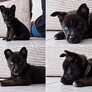 Ice participe au concours pour gagner de l'argent avec cette photo : puppy, dog, black_fur, heterochromia, blue_eye, brown_eye, portrait, collage, four_panels, sitting, lying_down, closeup, pet, canine, collar, tile_floor, indoor, striped_background, cute, animal_photography