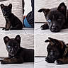 puppy, dog, black_fur, heterochromia, blue_eye, brown_eye, portrait, collage, four_panels, sitting, lying_down, closeup, pet, canine, collar, tile_floor, indoor, striped_background, cute, animal_photography