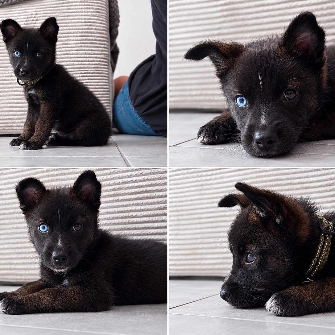 Ice participe au concours pour gagner de l'argent avec cette photo : puppy, dog, black_fur, heterochromia, blue_eye, brown_eye, portrait, collage, four_panels, sitting, lying_down, closeup, pet, canine, collar, tile_floor, indoor, striped_background, cute, animal_photography
