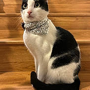Figaro joined the competition — help win amazing prizes! cat, black_and_white, stairs, wood, sequin_collar, pet, animal, feline, domestic_cat, sitting, curious, alert, indoor, portrait, whiskers, tail, ears, fur, closeup, house