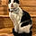 Figaro