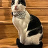 cat, black_and_white, stairs, wood, sequin_collar, pet, animal, feline, domestic_cat, sitting, curious, alert, indoor, portrait, whiskers, tail, ears, fur, closeup, house