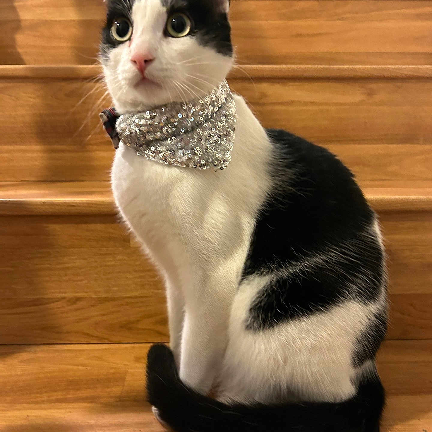 Figaro joined the competition — help win amazing prizes! cat, black_and_white, stairs, wood, sequin_collar, pet, animal, feline, domestic_cat, sitting, curious, alert, indoor, portrait, whiskers, tail, ears, fur, closeup, house