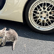 Neo is registered to the contest to win money with this photo: kitten, cat, gray_cat, blue_collar, car, car_wheel, tire, asphalt, shadow, outdoor, sunlight, pet, animal, small_cat, curious, side_view, vehicle, street, daytime, cute