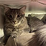 Neo is registered to the contest to win money with this photo: cat, gray_cat, fluffy_tail, indoor, shelf, cozy, pet, animal, feline, curious_eyes, resting, soft_lighting, fur, whiskers, cute, domestic_cat, close_up, relaxed, home, comfortable