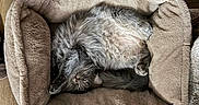 Neo is registered to the contest to win money with this photo: cat, pet_bed, sleeping, gray_cat, cozy, furry, wood_floor, indoor, relaxed, cute, animal, mammal, resting, domestic_cat, fluffy, feline, bed, comfort, cute_pose, nap