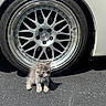 Neo joined the competition — help win amazing prizes! kitten, cat, car, wheel, tire, asphalt, outdoor, gray_fur, small_animal, pet, curious, sunlight, shadow, collar, vehicle, street, cute, young, fluffy, domestic_cat