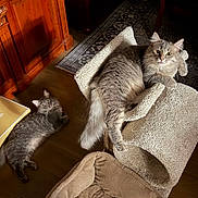 Diesel is registered to the contest to win money with this photo: cat, cats, gray_cat, fluffy_cat, cat_tree, pet_bed, indoor, wooden_floor, rug, furniture, relaxed, pet, animal, cozy, home, domestic, mammal, laying_down, looking_at_camera, two_cats
