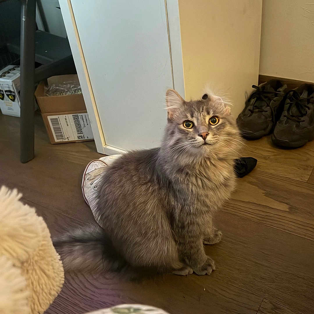Diesel joined the competition — help win amazing prizes! cat, gray_cat, fluffy, indoor, wooden_floor, shoes, box, chair, household, pet, feline, curious, sitting, floor, domestic, cozy, fur, animal, looking_up, home