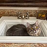 Diesel is registered to the contest to win money with this photo: cat, sink, bathroom, countertop, gray_cat, yellow_eyes, feline, domestic_cat, curious, indoor, pet, fur, whiskers, decor, mirror_frame, soap, container, relaxing, household, cozy