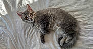 Diesel joined the competition — help win amazing prizes! cat, gray_cat, feline, pet, fur, whiskers, ears, eyes, lying_down, resting, indoor, bed, white_sheet, curious, fluffy, cute, animal, domestic_cat, relaxed, soft_texture