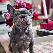 Bleu is registered to the contest to win money with this photo: french_bulldog, puppy, dog, pet, cute, indoor, blanket, pink, flowers, heart, decoration, fur, animal, young, sitting, portrait, closeup, home, soft, adorable