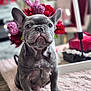 french_bulldog, puppy, dog, pet, cute, indoor, blanket, pink, flowers, heart, decoration, fur, animal, young, sitting, portrait, closeup, home, soft, adorable