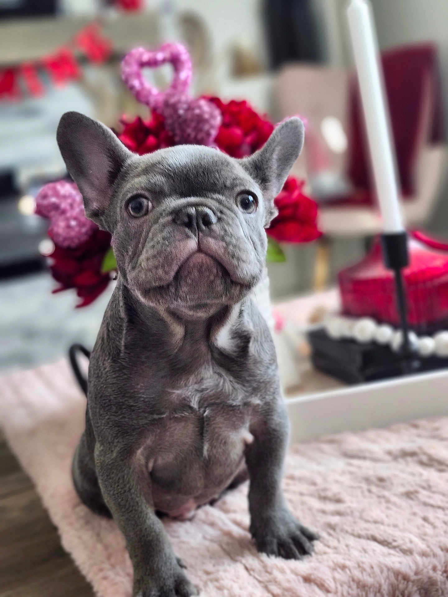 Bleu is registered to the contest to win money with this photo: french_bulldog, puppy, dog, pet, cute, indoor, blanket, pink, flowers, heart, decoration, fur, animal, young, sitting, portrait, closeup, home, soft, adorable