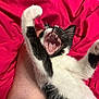 animal, black_and_white, cat, claws, closeup, cute, feline, foot, indoor, kitten, mouth_open, paw, pet, playful, red_blanket, sleeping_area, soft_fur, teeth, whiskers, yawning