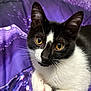 animal, black_and_white, cat, close_up, curious, cute, eyes, feline, fur, indoor, kitten, pet, portrait, purple_blanket, resting, small, soft, tuxedo_cat, whiskers, young_cat