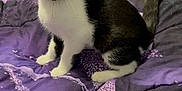 Emily is registered to the contest to win money with this photo: alert, bedroom, black_and_white, cat, comforter, cozy, curious, dresser, ears, eyes, fur, furniture, home, indoor, pet, purple, sitting, stuffed_animals, tail, whiskers