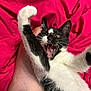 animal, black_and_white, cat, claw, close_up, cute, expression, foot, fur, human, indoor, kitten, mouth_open, paw, pet, playful, red_background, teeth, whiskers, young
