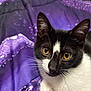 animal, black_and_white, blanket, cat, close_up, cozy, curious, cute, domestic, feline, golden_eyes, indoor, mammal, patterned, pet, portrait, purple, relaxed, soft, whiskers
