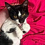 animal, black_and_white, cat, close_up, cute, domestic_cat, fabric, feline, fur, hand, indoor, licking, paw, pet, pink_background, playful, resting, whiskers, yellow_eyes, young_cat