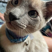 Woody is registered to the contest to win money with this photo: animal, bell, blue_eyes, cat, close_up, collar, curious, cute, domestic_animal, face, feline, focused, fur, indoor, mammal, pet, portrait, soft_texture, whiskers, young_cat