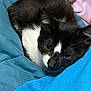 Woody is registered to the contest to win money with this photo: animal, black_and_white, blanket, blue_blanket, cat, closeup, comfort, cozy, cute, domestic_cat, feline, fur, indoor, laying, pet, relaxing, resting, sleepy, whiskers, young_cat