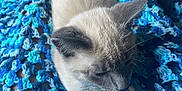Woody joined the competition — help win amazing prizes! animal, blanket, blue, cat, cozy, crochet, cute, feline, fur, indoor, kitten, pattern, pet, resting, small, soft, tail, texture, whiskers, young