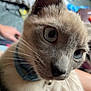 Woody is registered to the contest to win money with this photo: animal_face, blue_collar, blue_eyes, blurred_background, cat, close_up, collar, curious, cute, domestic_animal, domestic_cat, feline, fur, home, indoor, person_hand, pet, soft_focus, whiskers, whiskers_visible