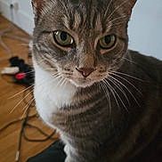 Rocky participe au concours pour gagner de l'argent avec cette photo : cat, tabby_cat, indoor, close_up, pet, animal, whiskers, green_eyes, fur, curious, sitting, floor, cables, cozy, domestic, feline, cute, portrait, household, companion