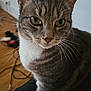 cat, tabby_cat, indoor, close_up, pet, animal, whiskers, green_eyes, fur, curious, sitting, floor, cables, cozy, domestic, feline, cute, portrait, household, companion