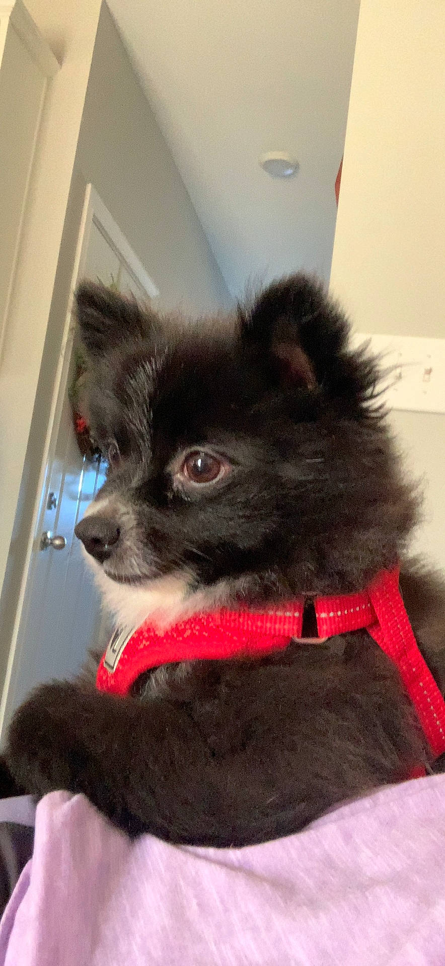 Huxleyhound joined the competition — help win amazing prizes! canidae, carmine, carnivore, collar, companion_dog, dog, dog_breed, dog_collar, dog_supply, ear, fawn, fur, pet_supply, puppy, snout, sporting_group, tail, whiskers, working_animal, working_dog