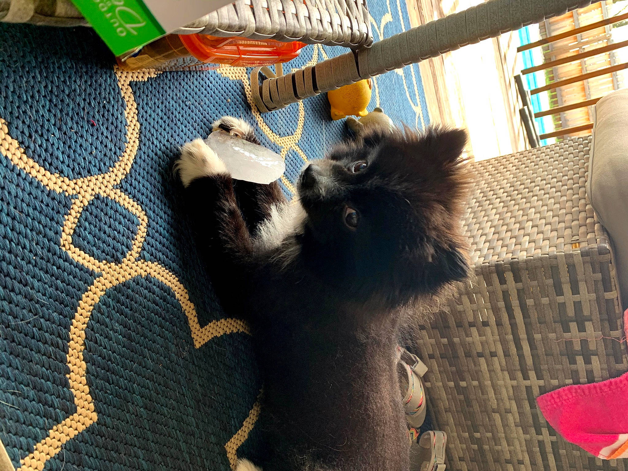 Huxleyhound joined the competition — help win amazing prizes! animal_shelter, cage, canidae, claw, dog_breed, domestic_short_haired_cat, fawn, felidae, flooring, fur, pattern, paw, pet_supply, small_to_medium_sized_cats, tail, terrestrial_animal, textile, whiskers, window, woven_fabric