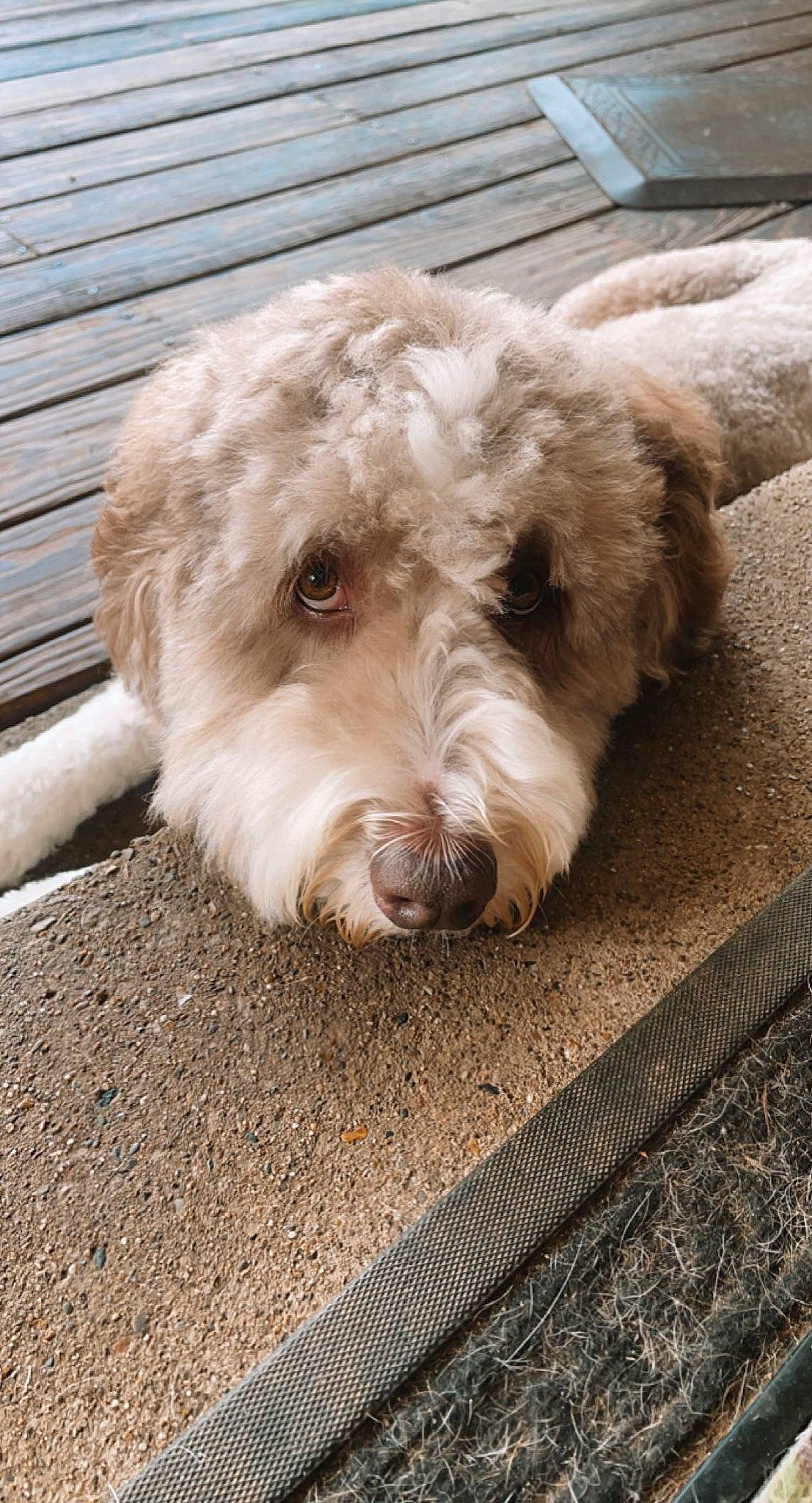 Maggie-mae joined the competition — help win amazing prizes! canidae, carnivore, companion_dog, dog, dog_breed, flooring, fur, labradoodle, maltepoo, poodle_crossbreed, road_surface, small_terrier, snout, sporting_group, terrier, toy_dog, water_dog, wood, working_animal, yorkipoo