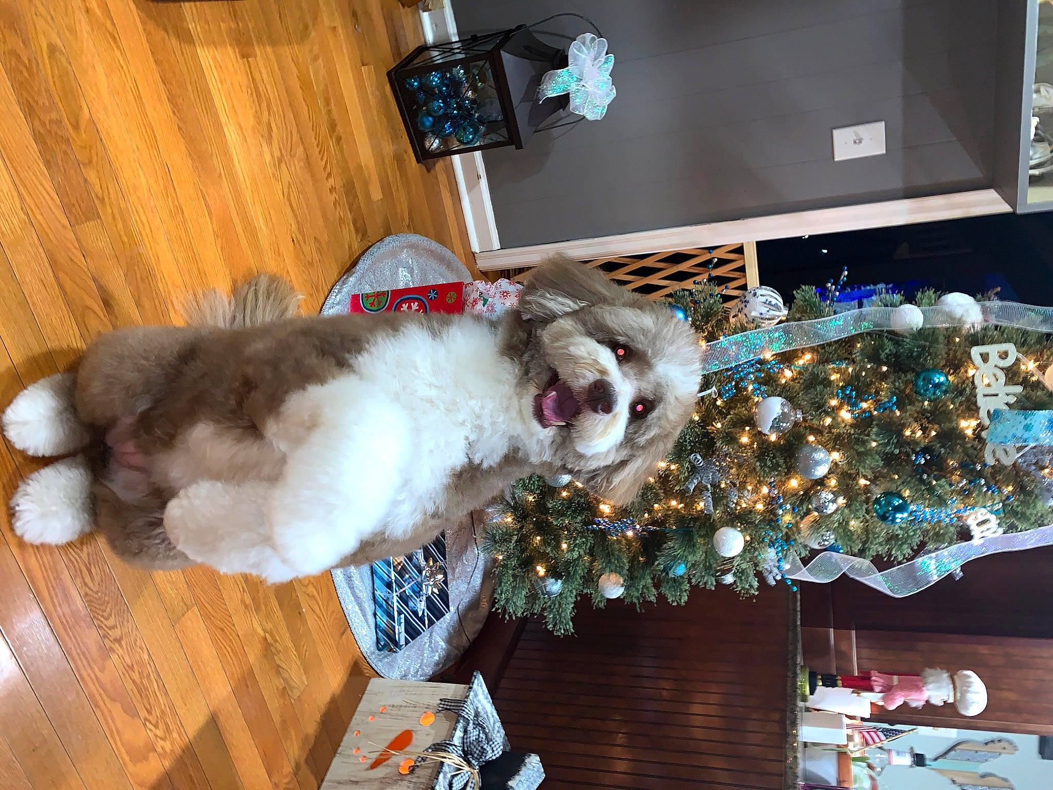 Maggie-mae joined the competition — help win amazing prizes! carnivore, christmas_decoration, christmas_ornament, christmas_tree, collar, companion_dog, dog, dog_breed, event, fawn, fur, hardwood, holiday, holiday_ornament, interior_design, room, tail, tree, wood, working_animal