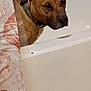 bathroom, bathtub, brown_dog, ceramic, close_up, collar, curiosity, dog, ears, fabric, home_interior, indoor, pet, pet_expression, pitbull_type, portrait, shower_curtain, snout, towel, watermark